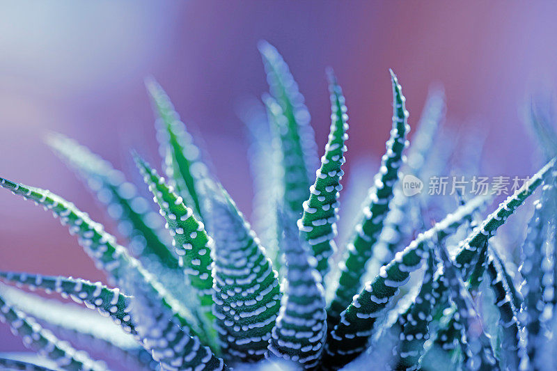 肉质植物(Haworthia Attenuata)特写